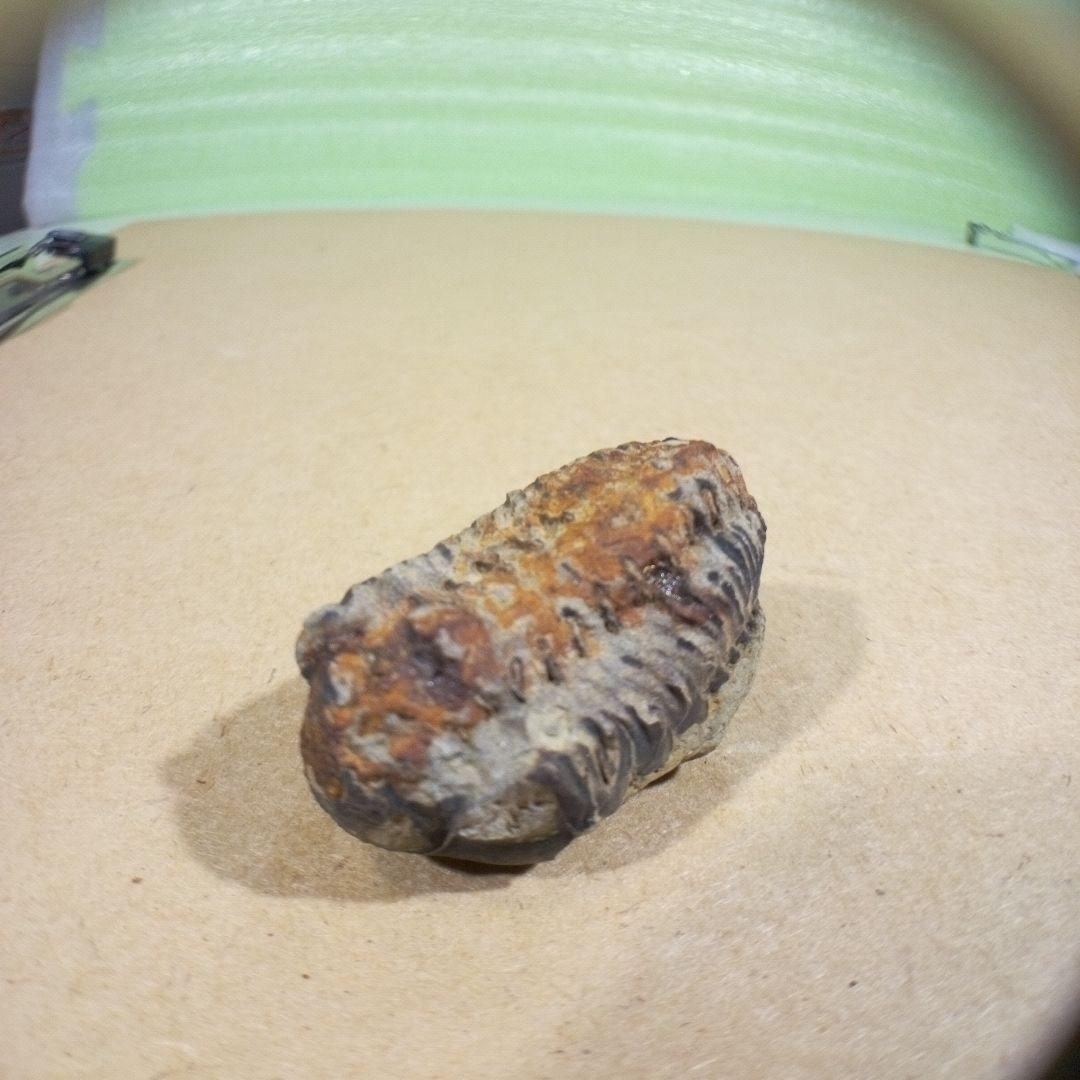 三葉虫　化石　fossil　ボリビア産　レア　Fossil判別⑧