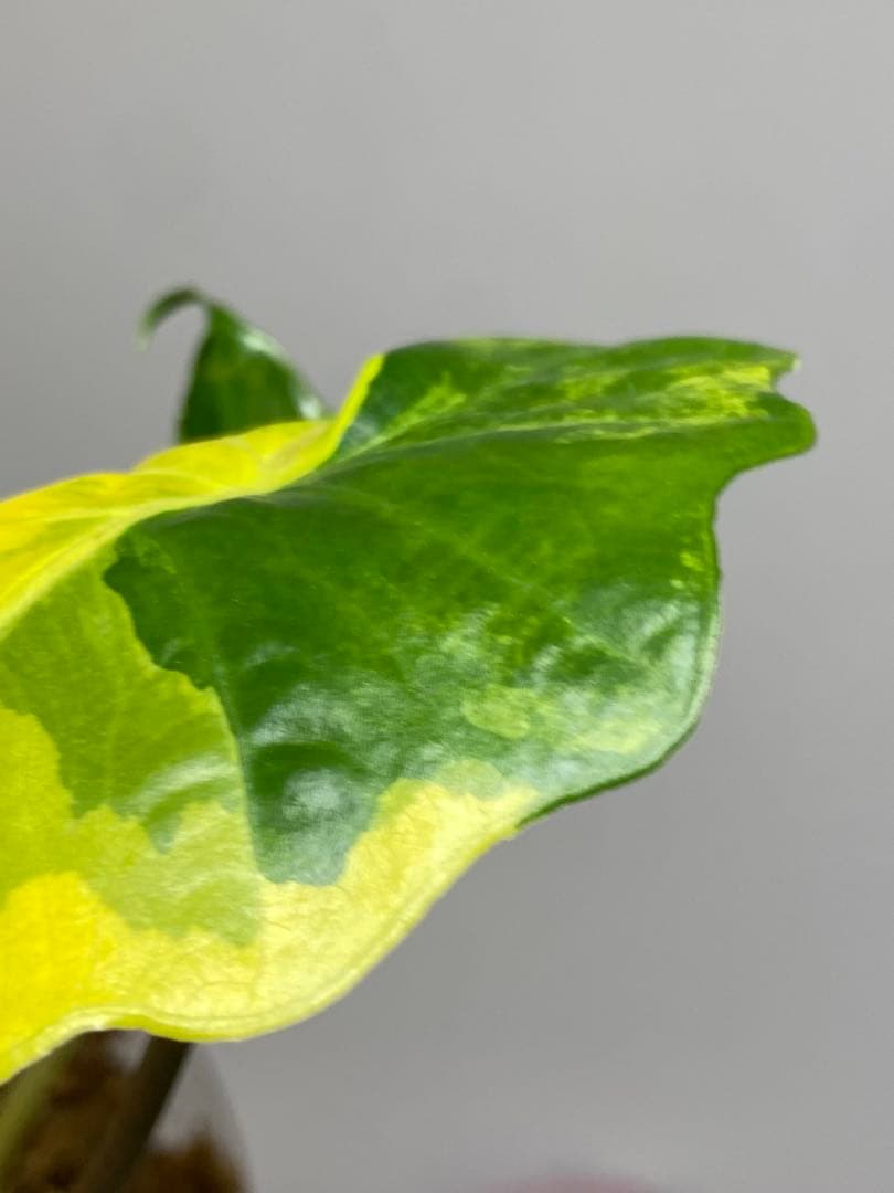 自*間様 【超希少‼️】アロカシア　ポルトドラ/ポルトラ　斑入り　オーレア　黄斑