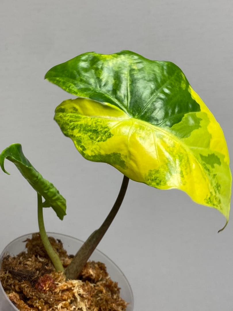 自*間様 【超希少‼️】アロカシア　ポルトドラ/ポルトラ　斑入り　オーレア　黄斑