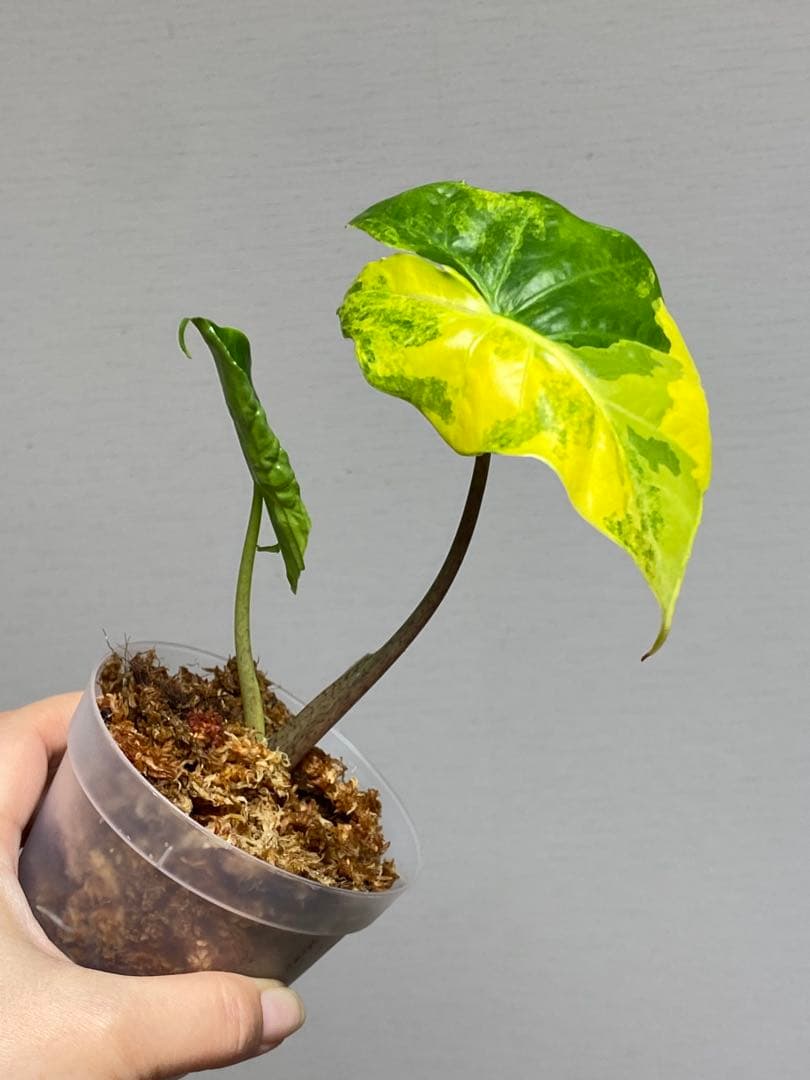 自*間様 【超希少‼️】アロカシア　ポルトドラ/ポルトラ　斑入り　オーレア　黄斑