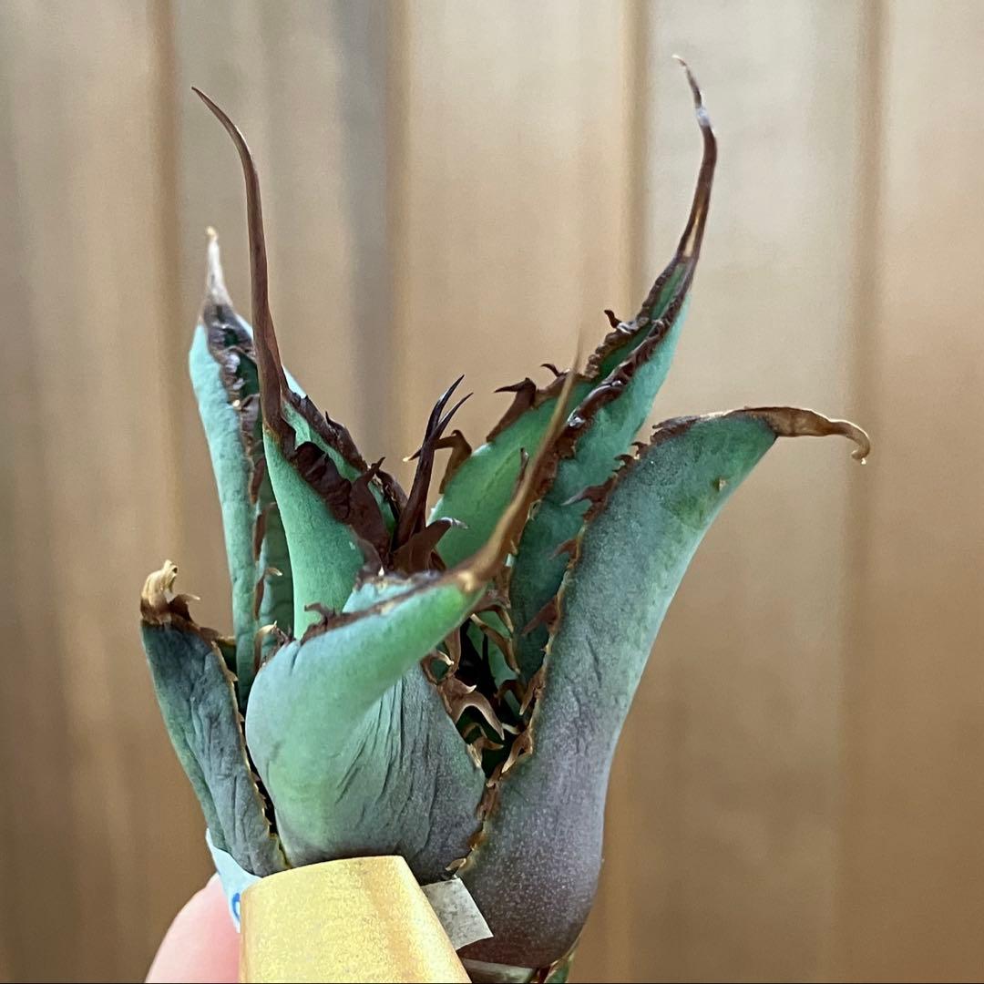 p*r様 【初売りオークション】37 REZA産　イラン株　超長棘　アガベ　タラ