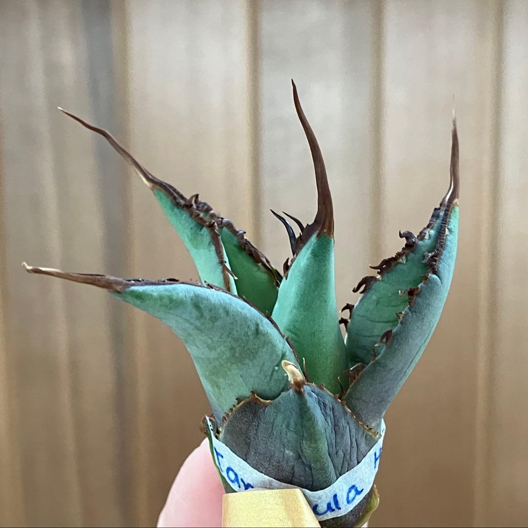 p*r様 【初売りオークション】37 REZA産　イラン株　超長棘　アガベ　タラ