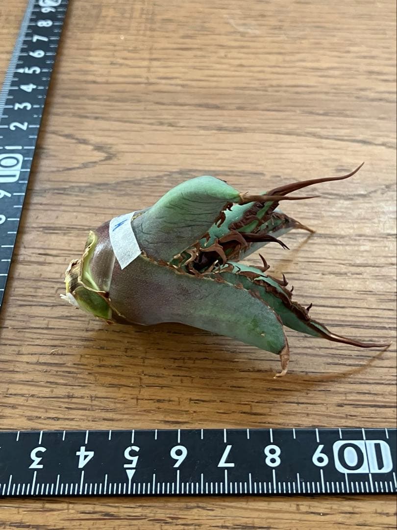 p*r様 【初売りオークション】37 REZA産　イラン株　超長棘　アガベ　タラ