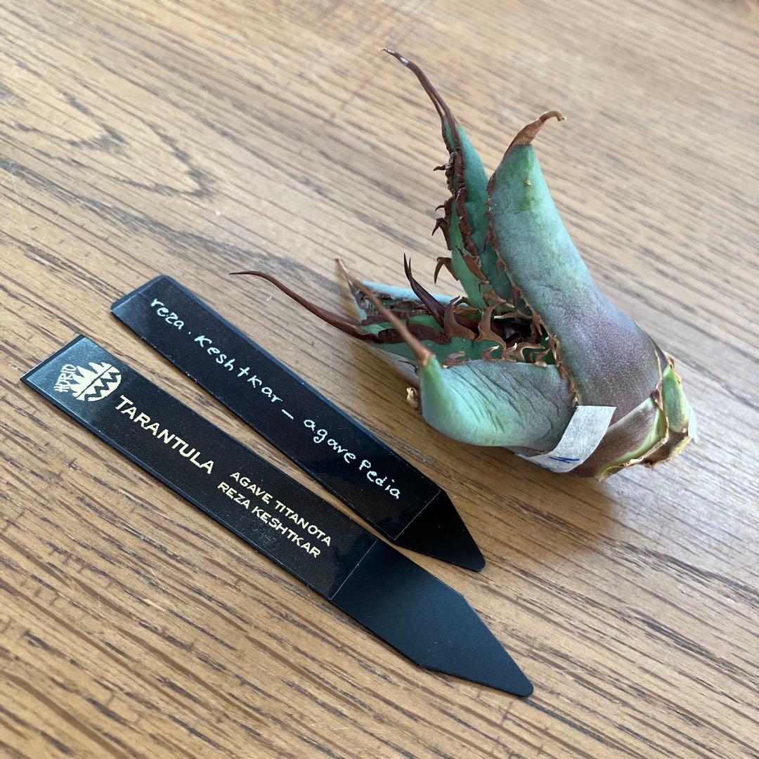 p*r様 【初売りオークション】37 REZA産　イラン株　超長棘　アガベ　タラ