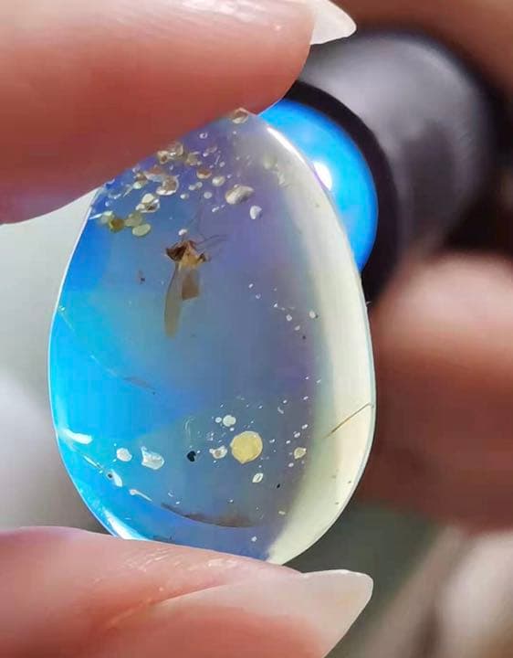 アンバー 琥珀 アカイエカ ユニーク 天然石 虫入り 価値上がる