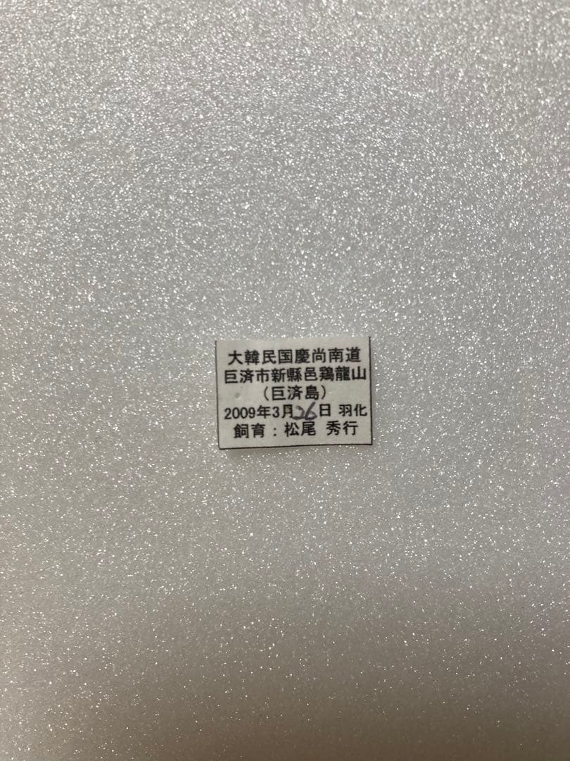 韓国ヒメギフチョウ（ペア、飼育品）