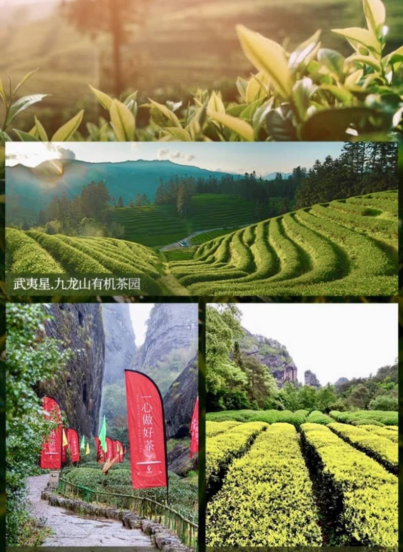 『大紅袍』八三茶人（15g×10箱）伝説の銘茶《武夷星》武夷岩茶