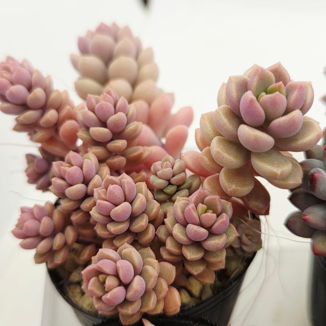 ②全15苗 つぶつぶ屋さん クラッカー❣️あられ❣️ピノチオ❣️発根済ネコポス込