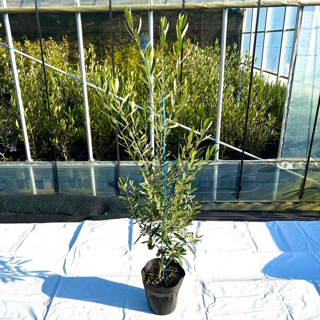 【☆YNS☆】オリーブ　シプレシーノ　シプレッシーノ　チプレシーノ　2本