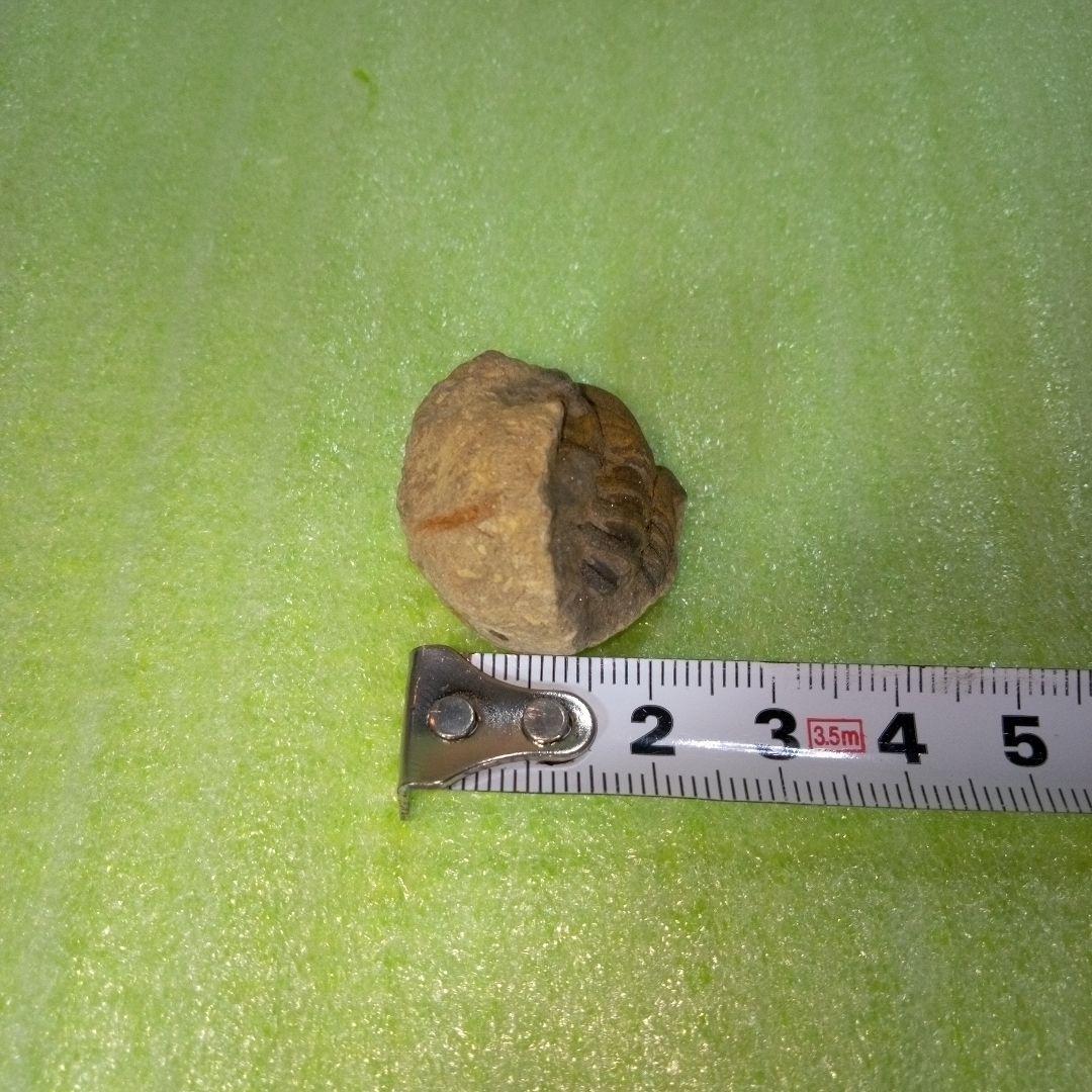 三葉虫　化石　fossil　ボリビア産　trilobite　ボリビア三葉虫郡⑪