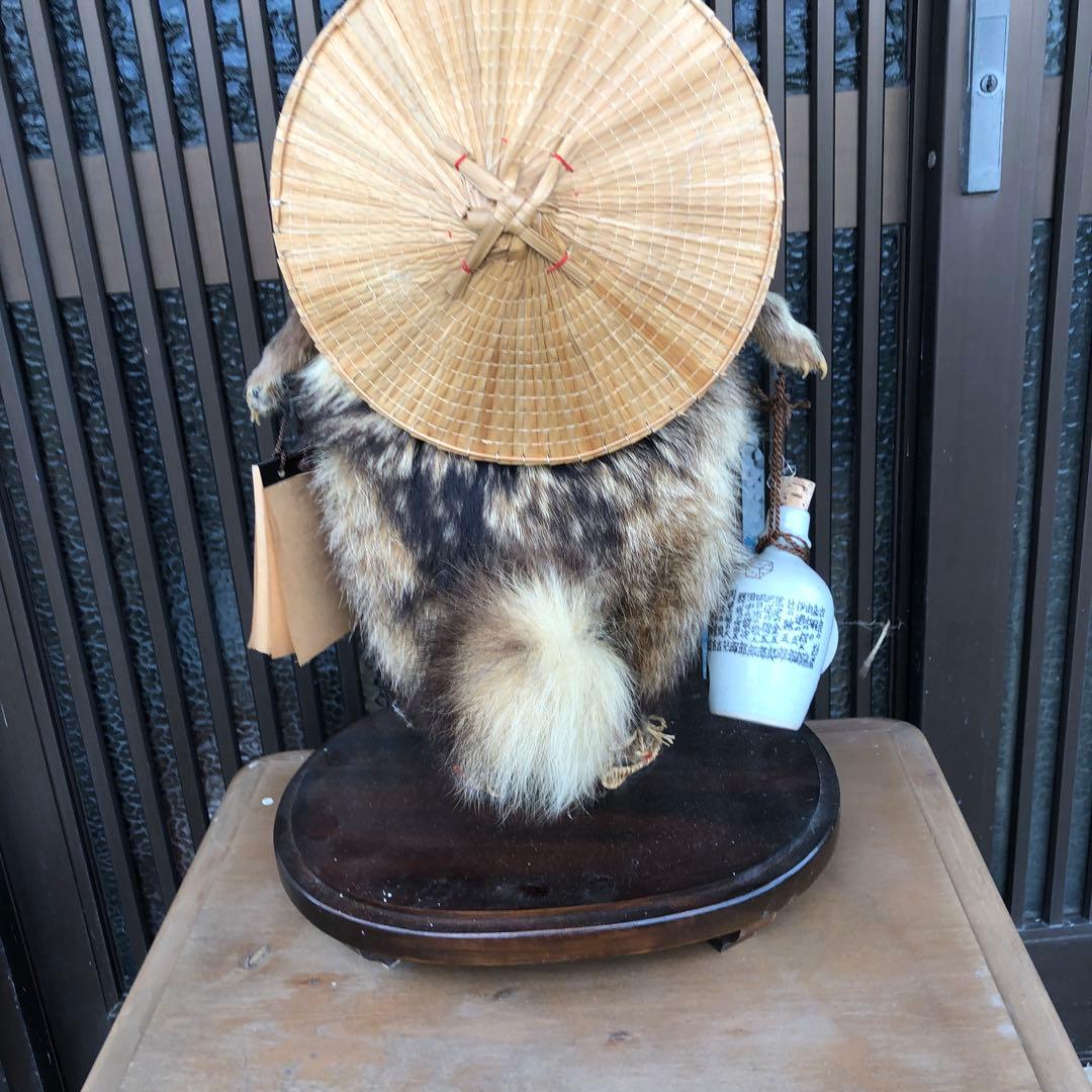 たぬきの剥製、