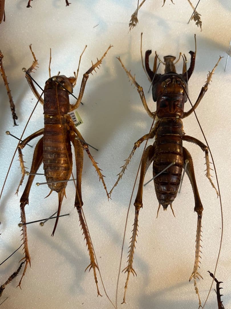 【極美展足】アゴコロギス ダイオウクロギリス 昆虫標本 直翅類 カマキリ