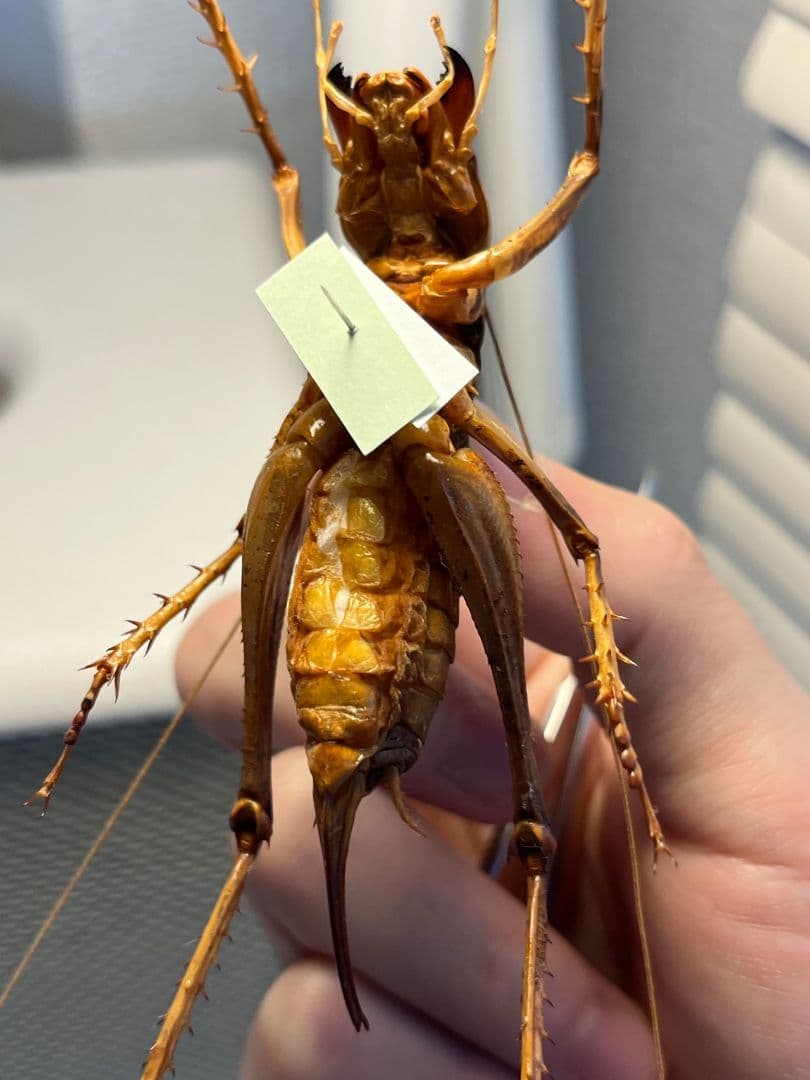 【極美展足】アゴコロギス ダイオウクロギリス 昆虫標本 直翅類 カマキリ