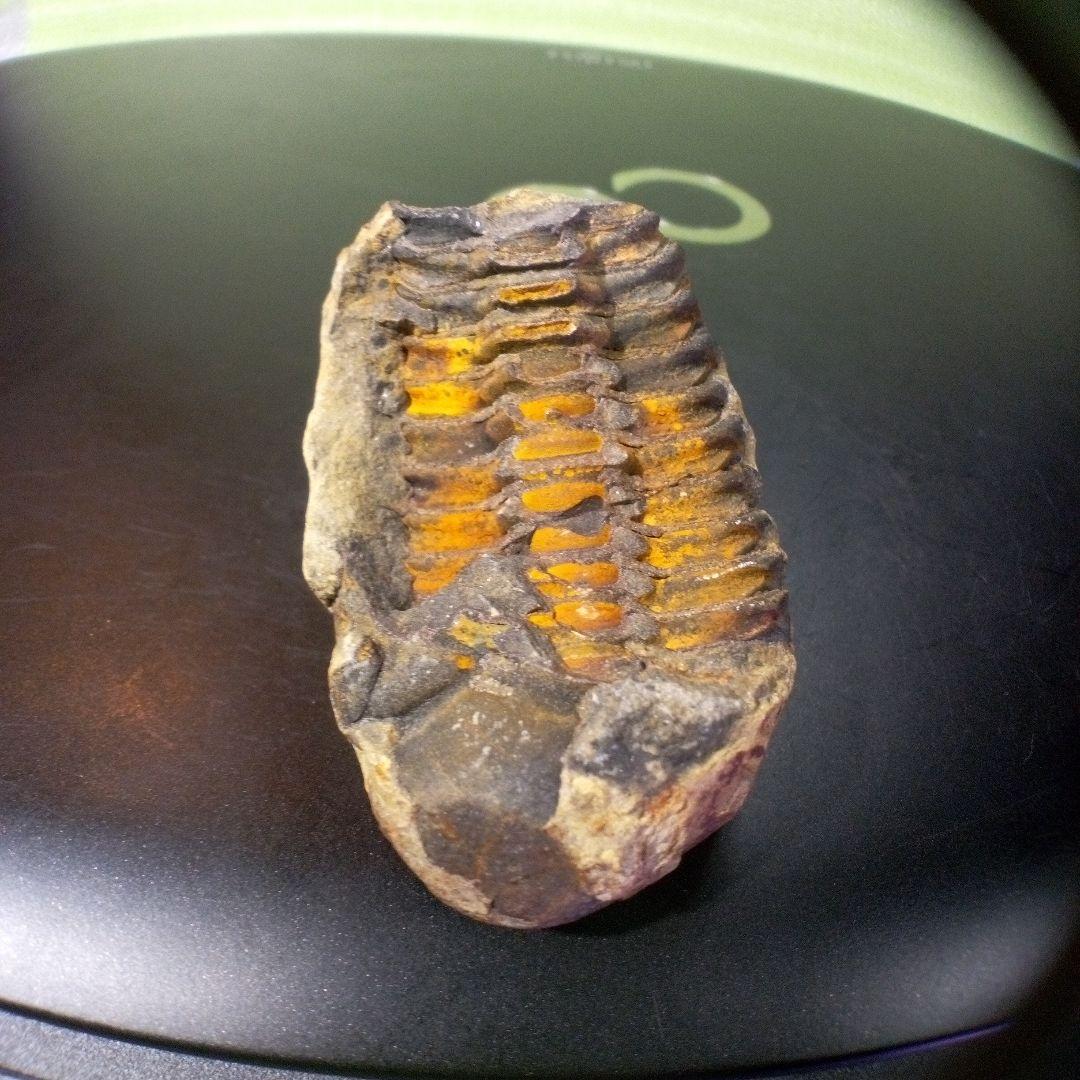 三葉虫　化石　fossil　ボリビア産　トライロバイト　Fossil番号④