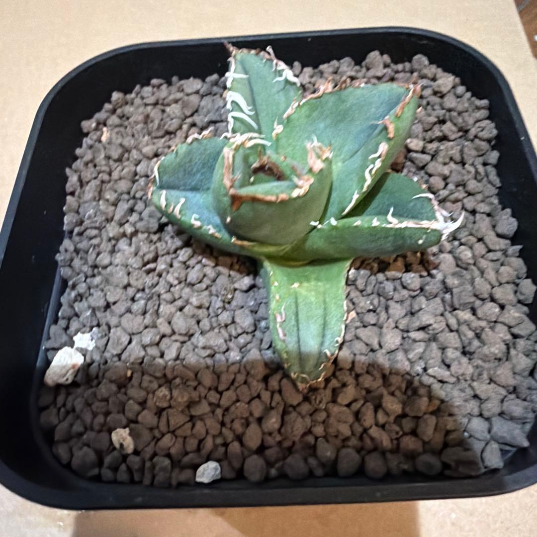 アガベ 麻花 agavesan oc株 【発根済み】 麻花龍