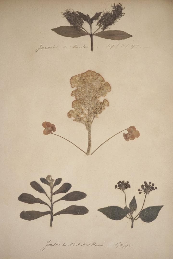 1895年 植物標本11枚セット フランスアンティーク 押し花 ドライフラワー