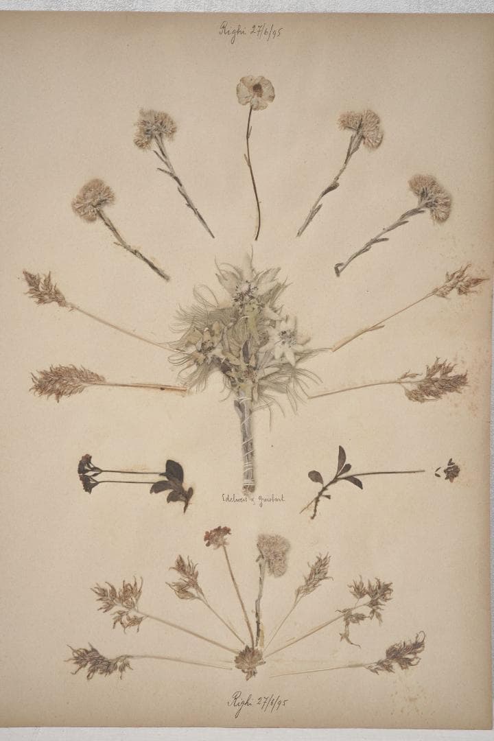 1895年 植物標本11枚セット フランスアンティーク 押し花 ドライフラワー