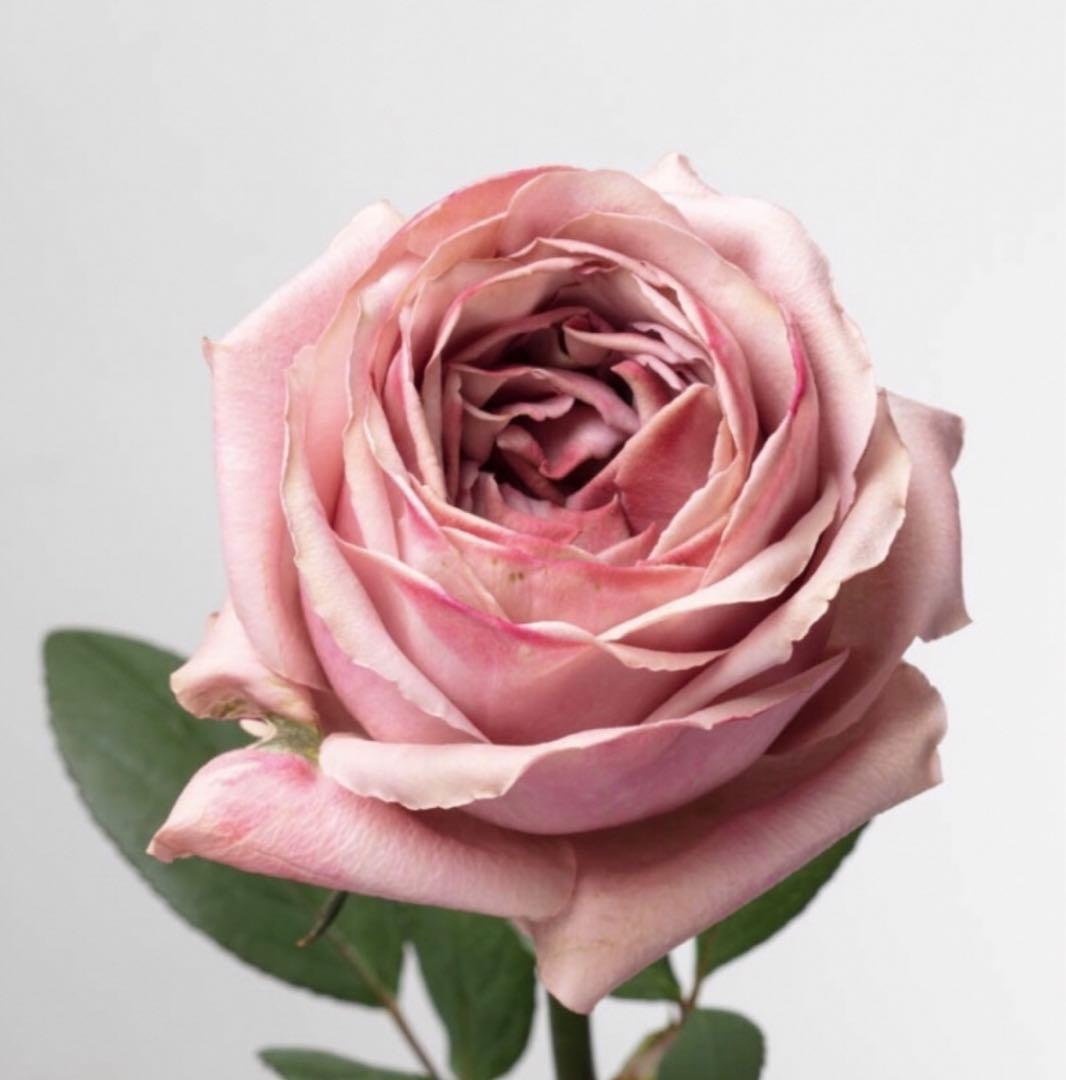 かおりんご　おまとめ２点