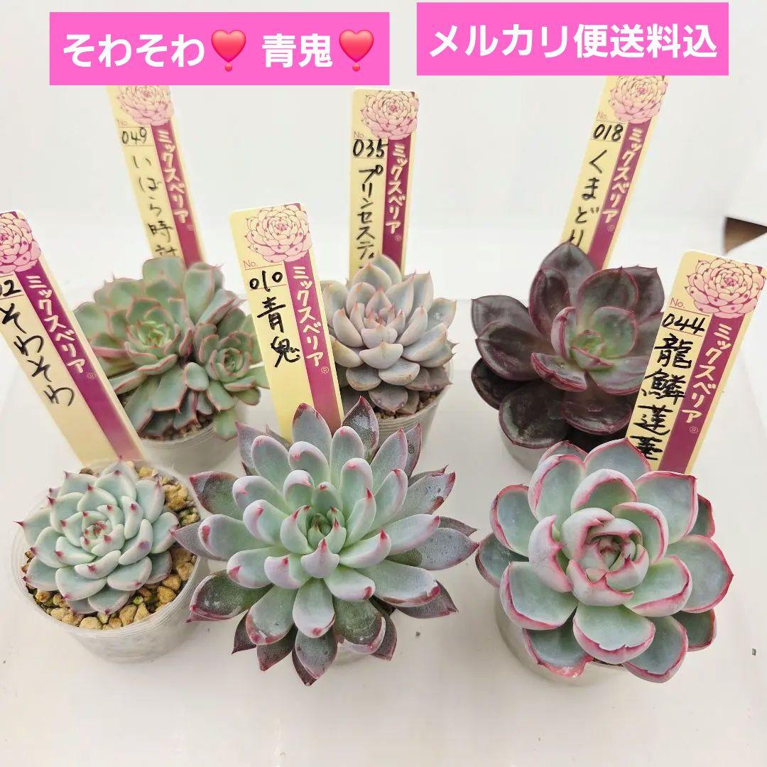 M*˚様 ⑲大きめ苗! そわそわ❣️青鬼❣️龍鱗蓮華❣️おらいさん発根済 6苗メ