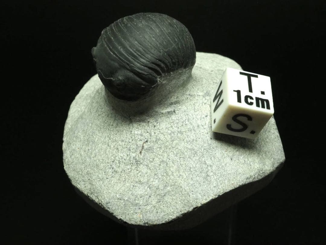 三葉虫　Parahomalonotus planus パラホマロノトゥス　化石