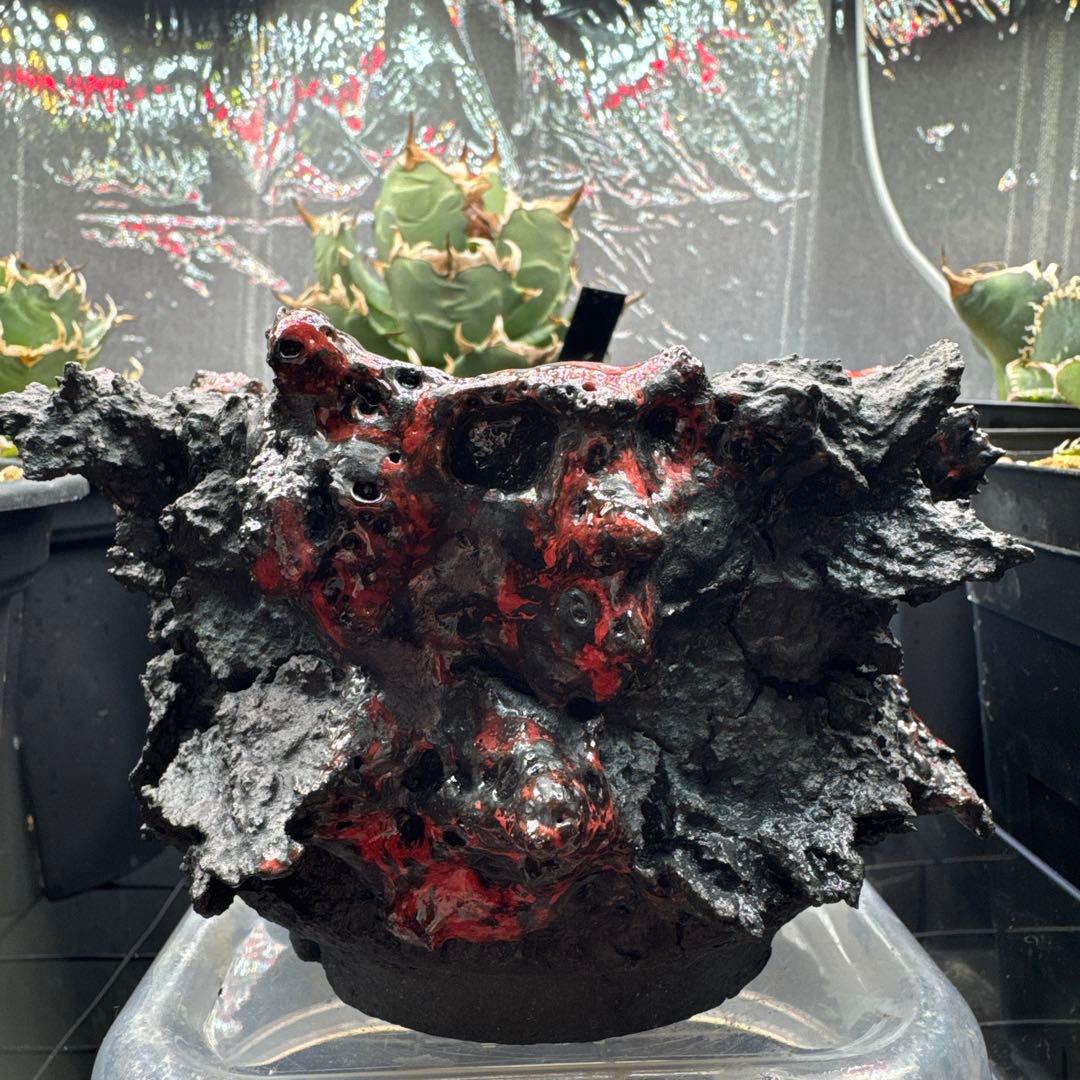 GOAT GODZILLA RED ゴジラ鉢 グラキリス アガベ パキプス