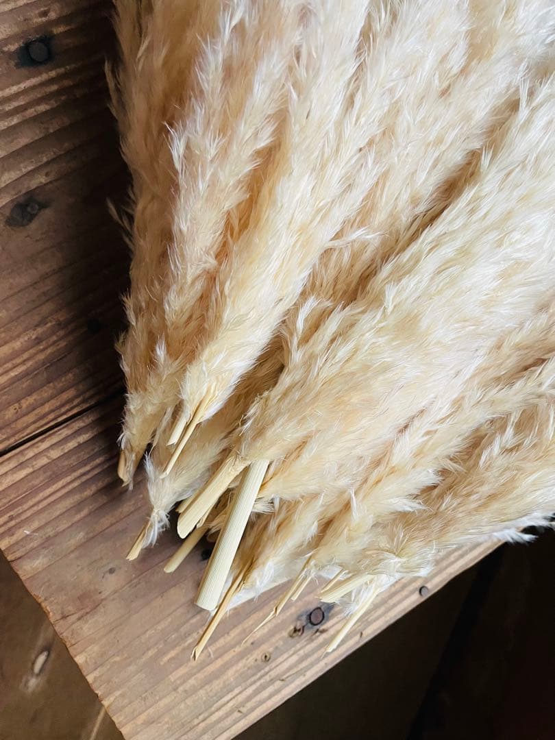 専用ページ　パンパスグラス