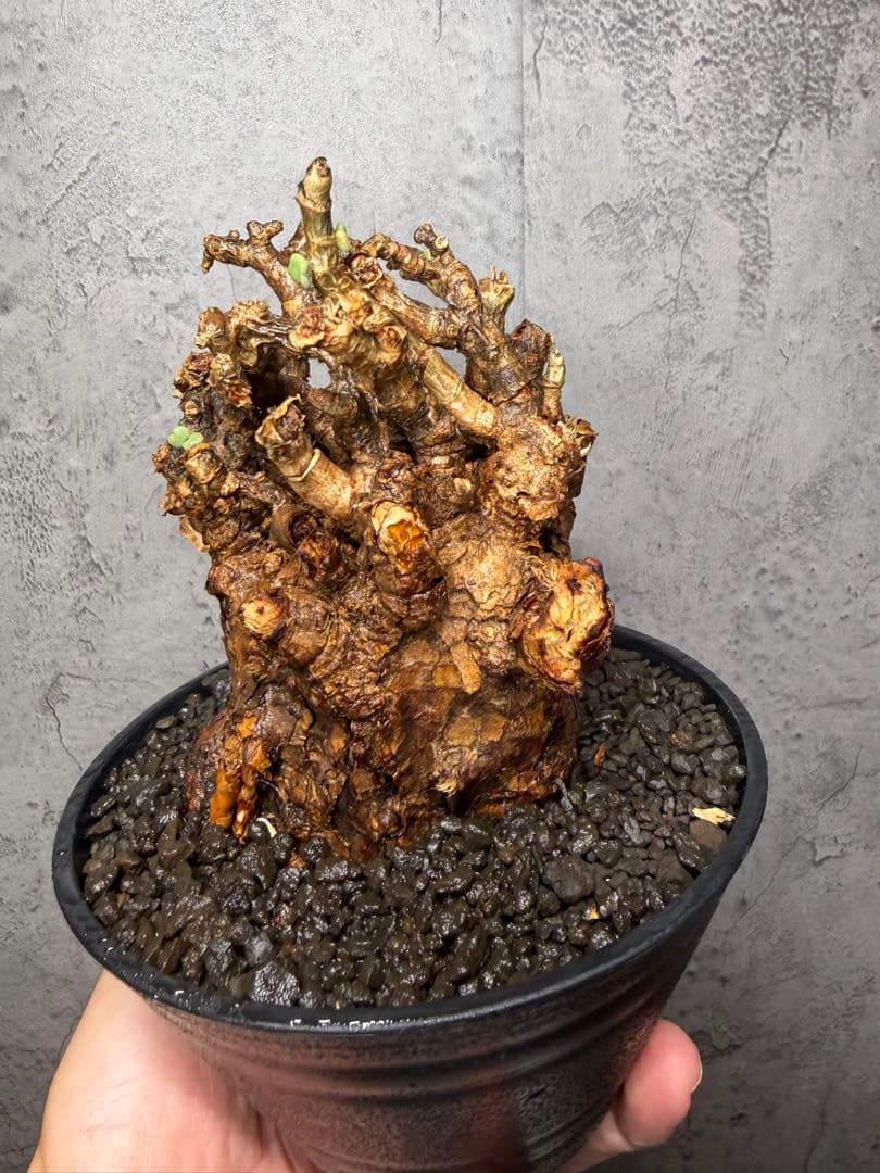 【大株】ケラリアピグマエア　発根確認済