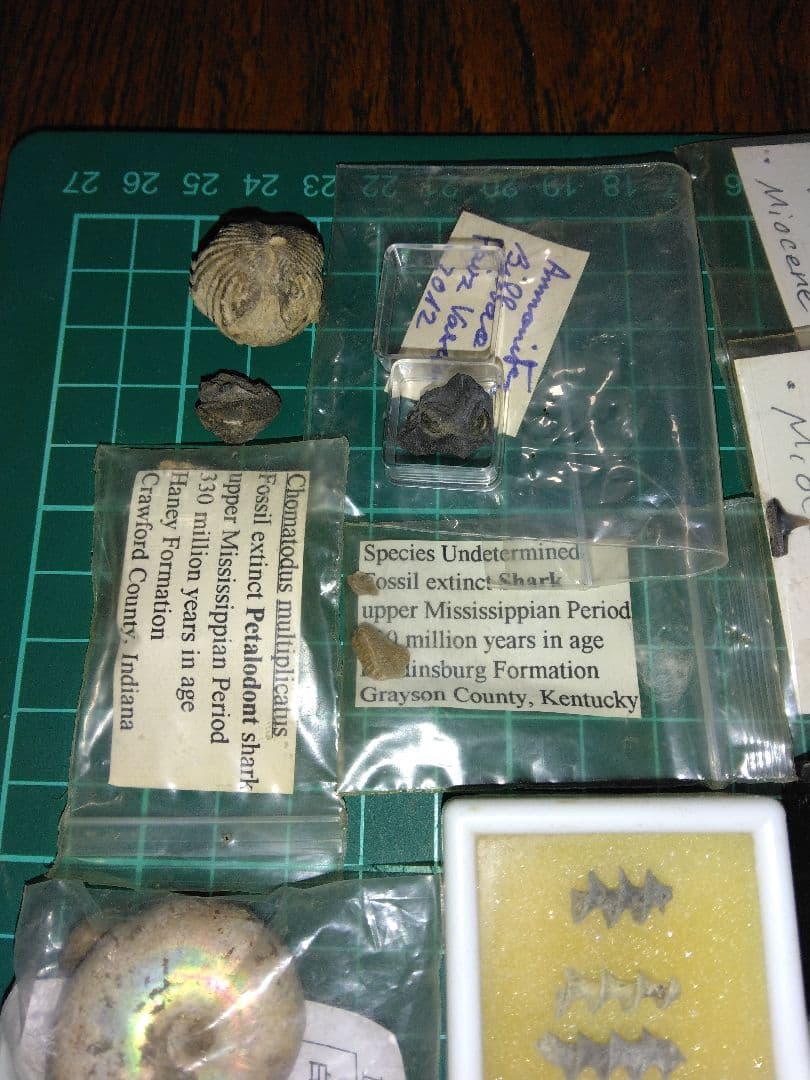 世界の化石　まとめ売り　化石　アンモナイト　巻き貝　ウミユリ　サメの歯化石