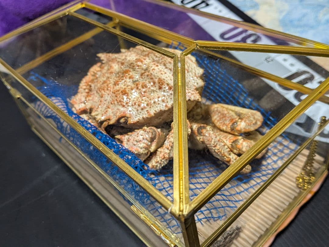 立体リアル標本飾り　トゲクリガニ　クリガニ　青森県産　陸奥湾　ガラスケース入り品