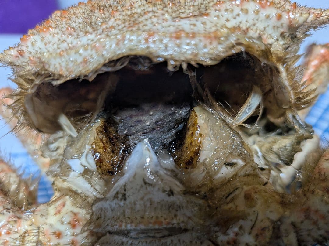 立体リアル標本飾り　トゲクリガニ　クリガニ　青森県産　陸奥湾　ガラスケース入り品