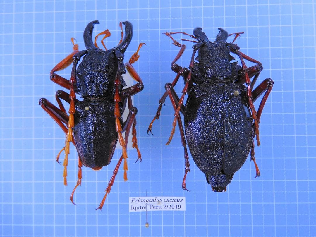 ペルー産　カシクスオニカミキリ　60mm 57mm