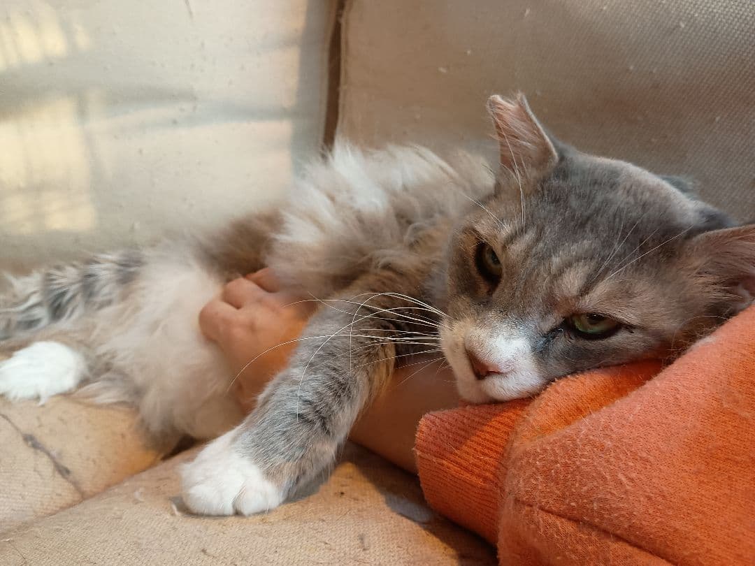 キャットスマック またたび応募券 100口分 500枚