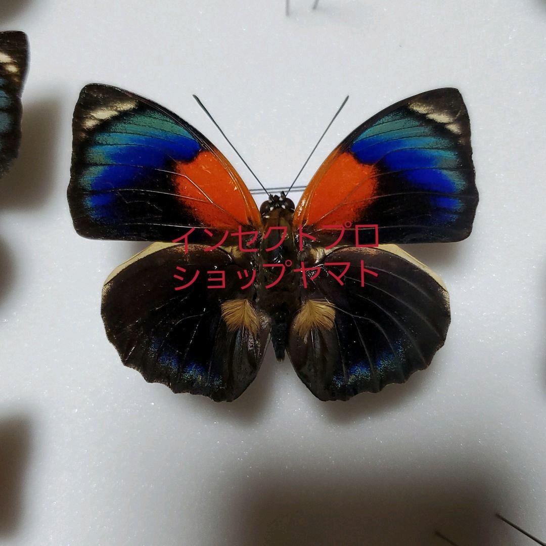 特別価格　コレクションシリーズ-アグリアス　ファルキドン　ルムルティー02