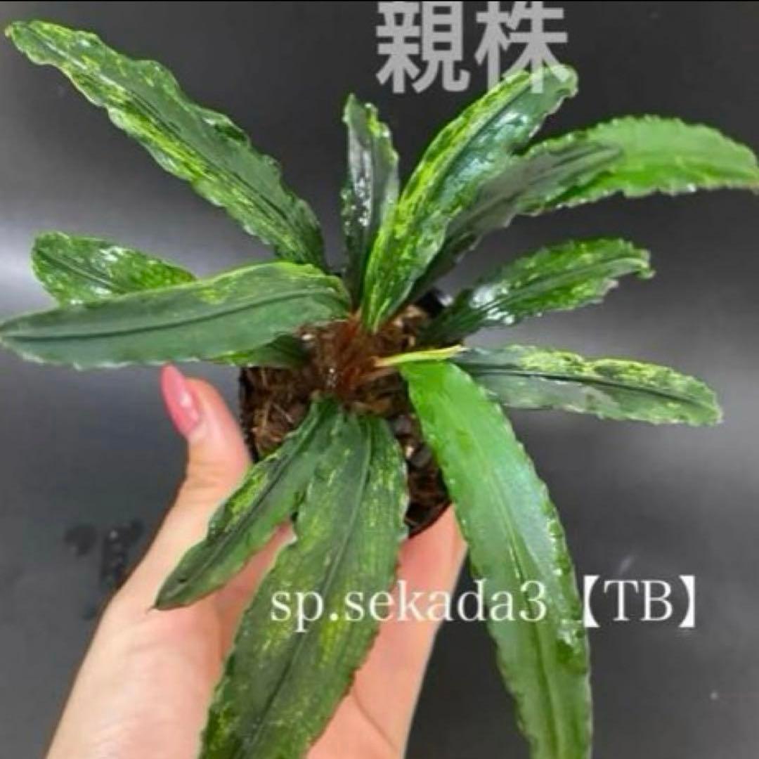 【現地消滅種❣️】ブセファランドラ sekadau 3【TB】斑入り