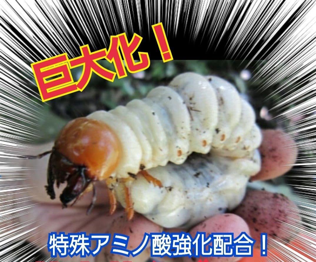極上！オオヒラタケ菌糸瓶【8本】トレハロース強化配合！オオクワ・ヒラタ・虹色に！