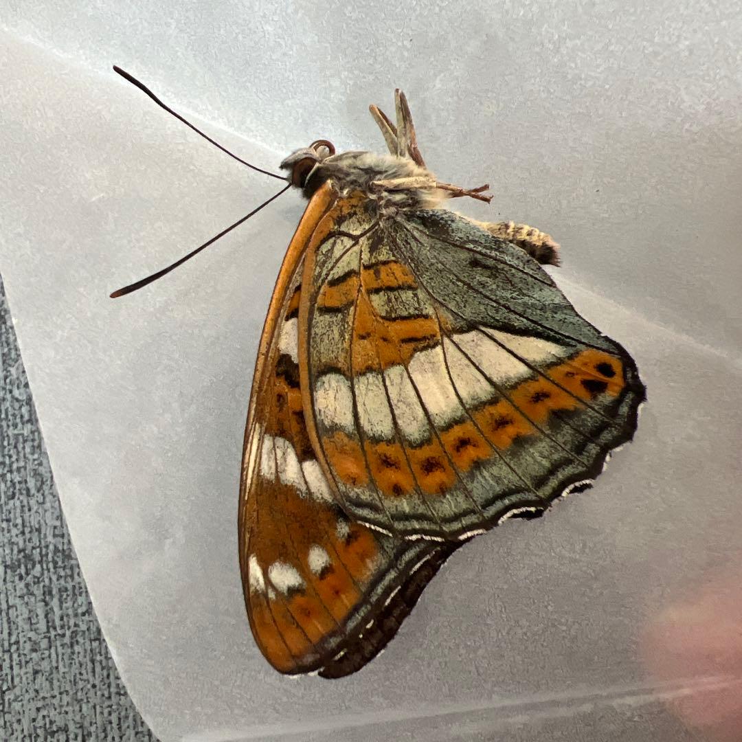 オオイチモンジ　モンゴル産10頭セット