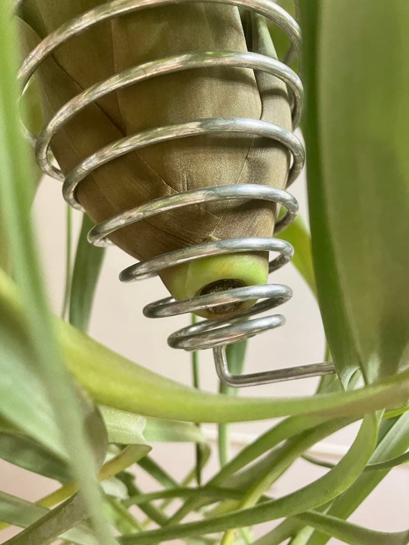 ★*★様 超希少 チランジア リメンバランス ( フレクスオーサ x ストレプト