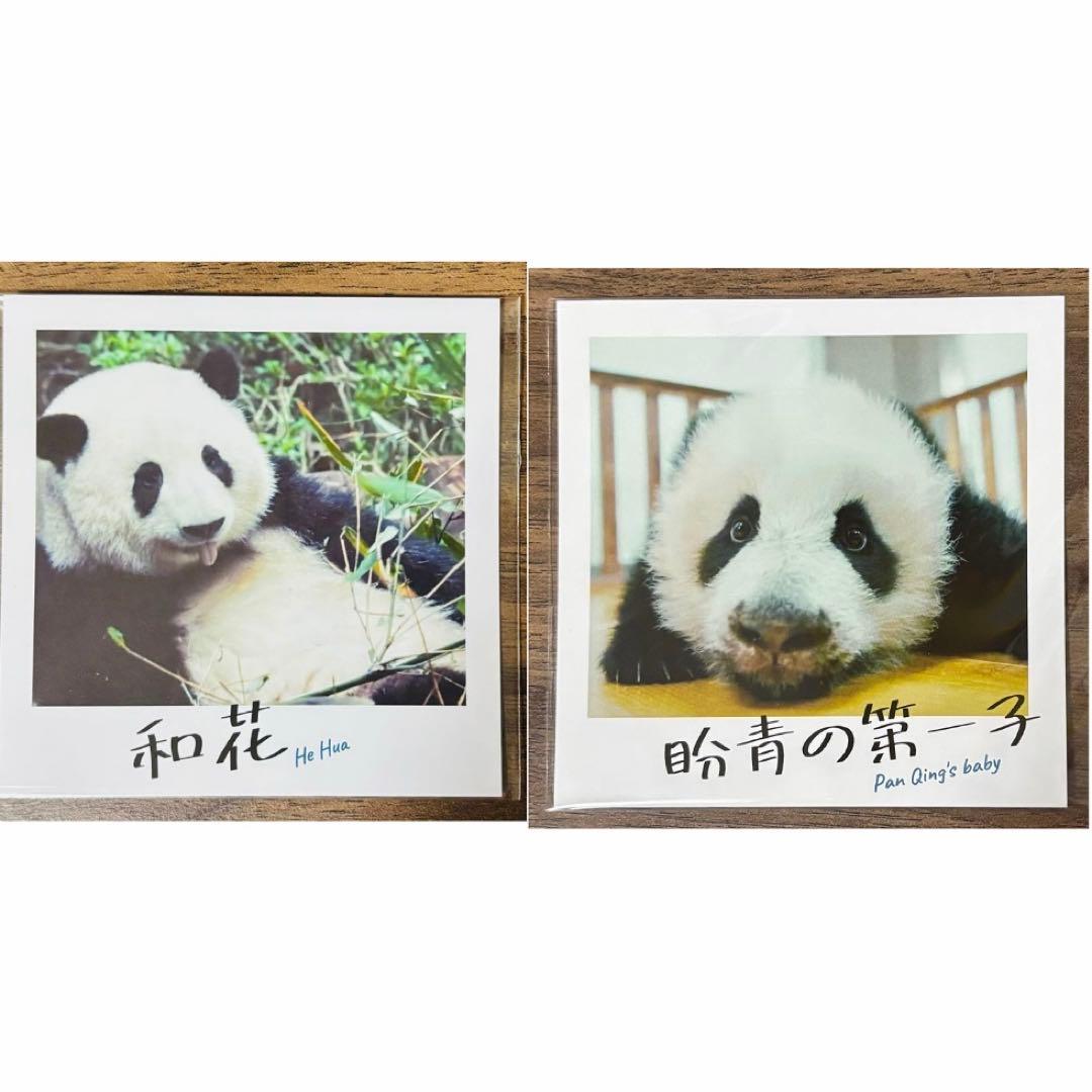 パンダのすごい世界　映画特典 チェキ風カード　2枚