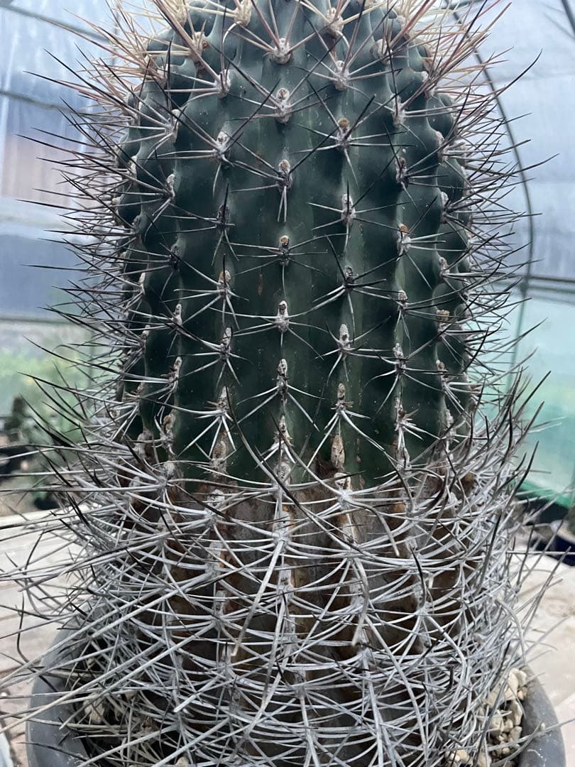 サボテン 白鳥丸 フェロカクタス 古株 超巨大株