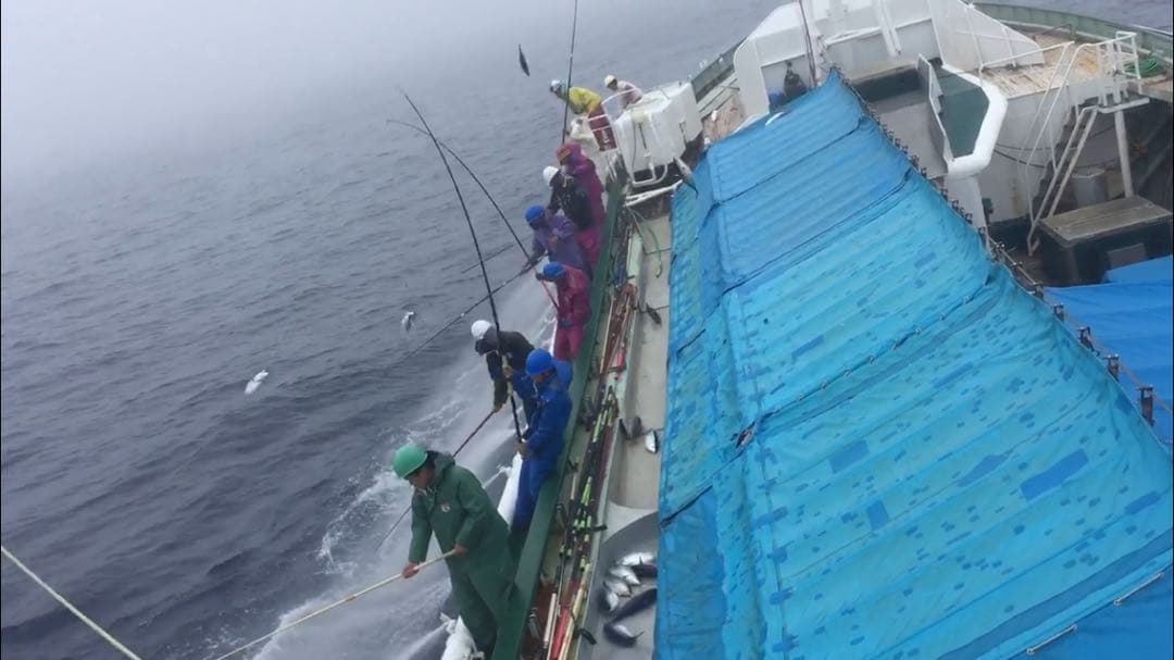 漁師のルアー、疑似餌