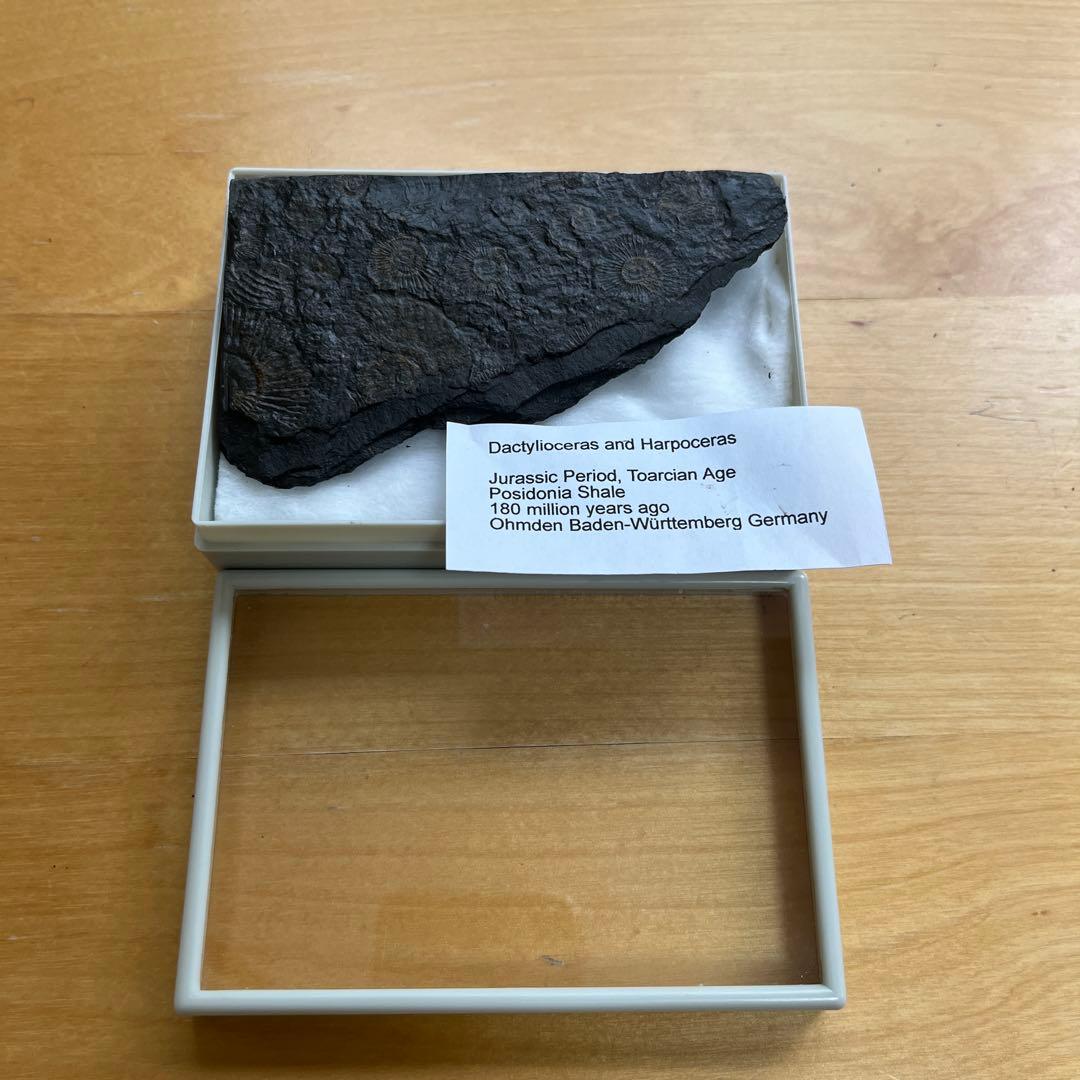 アンモナイトの化石