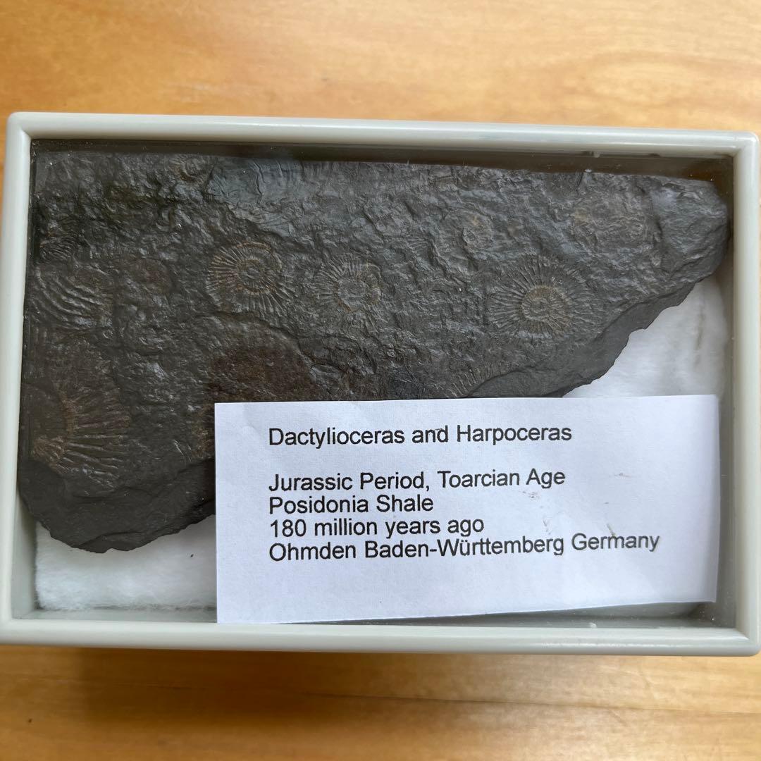 アンモナイトの化石