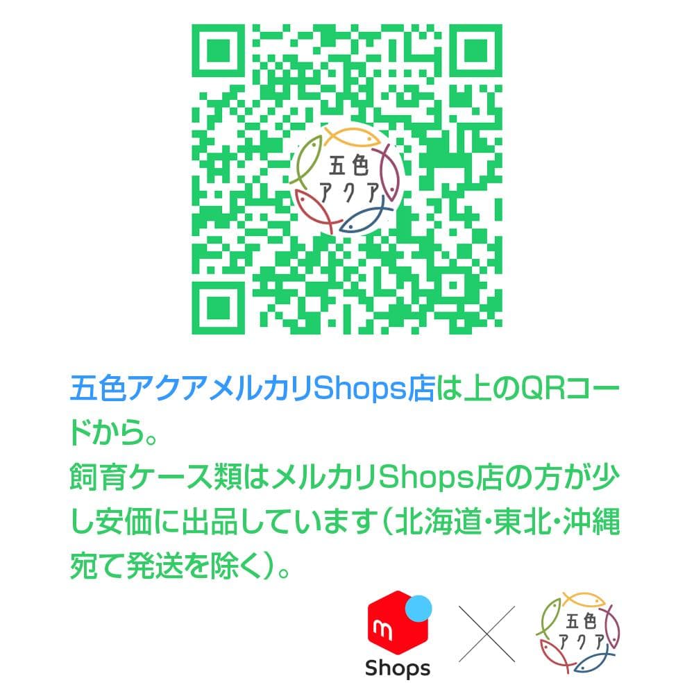 【新仕様】メダカ飼育ケース 75㍑黒x2個 オーバーフロー対策済 メダカ飼育容器