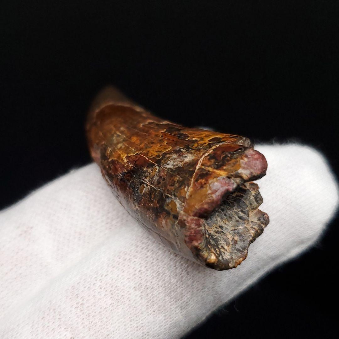 希少 スコミムス 化石 本物 二ジェール産 56.84mm fr143