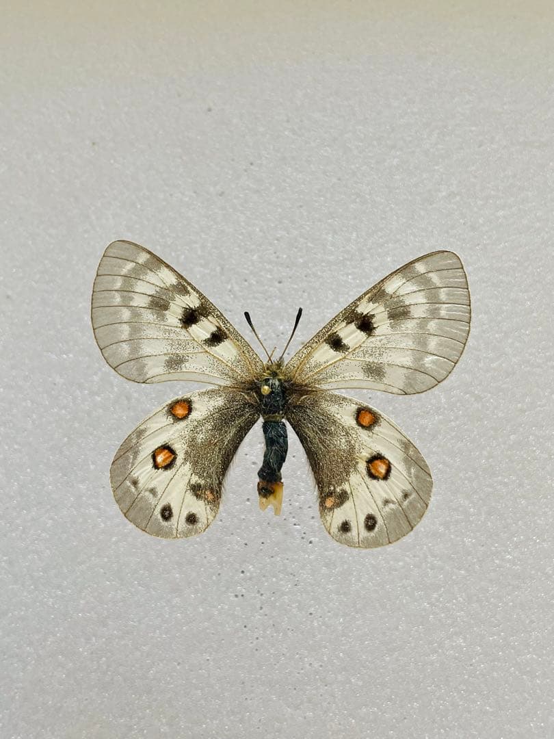 パルナシウス・デルフィアス（1メス、ロシア/カザフスタン）