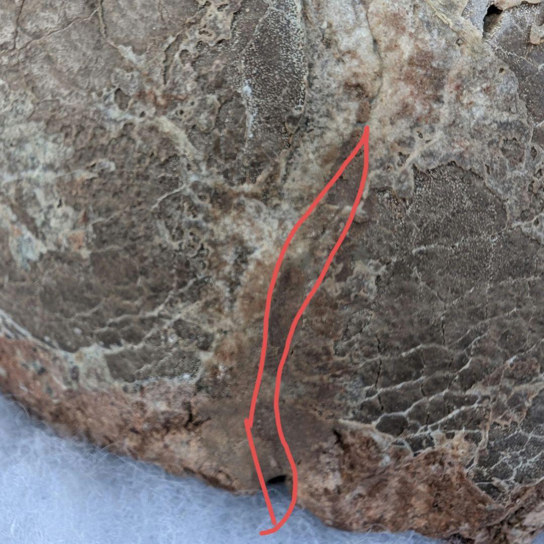 本物保証　恐竜ハドロサウルスの卵化石　絶品美肌の美品卵　極上カバー率　補修あり