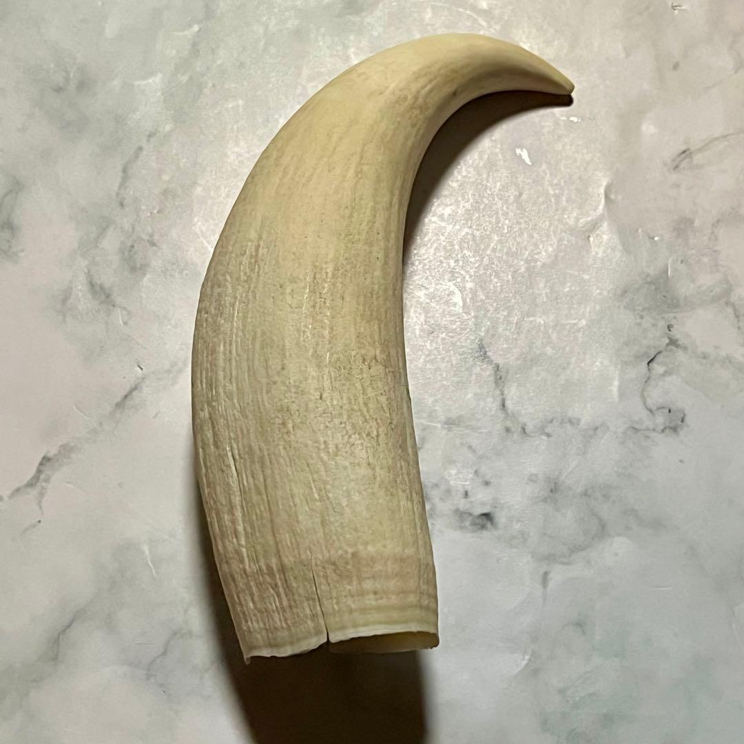 鯨の歯 330ｇ