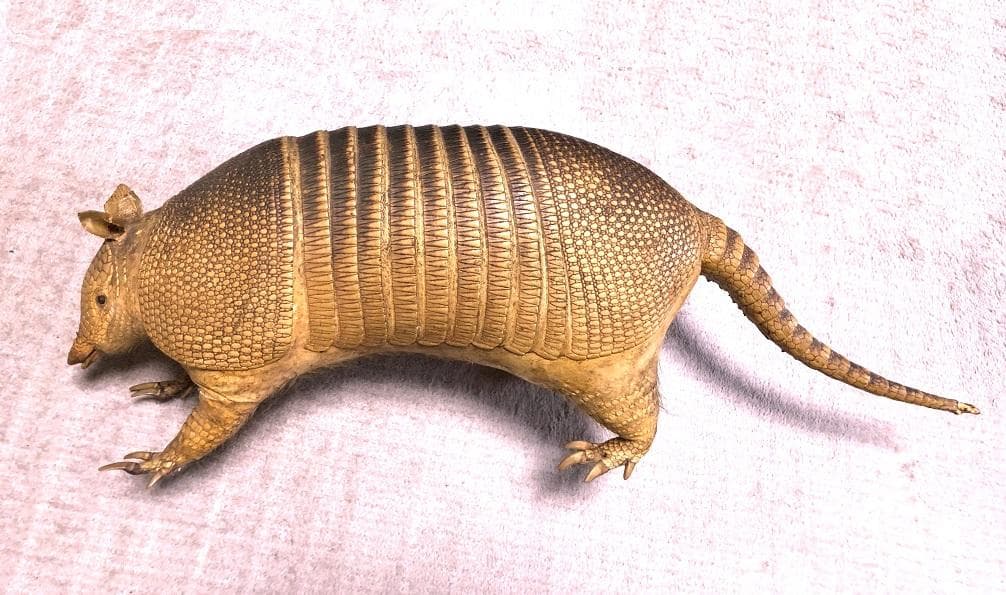 【 ココノオビアルマジロ剥製 】　合法品　完全体（一部修復）　木台付