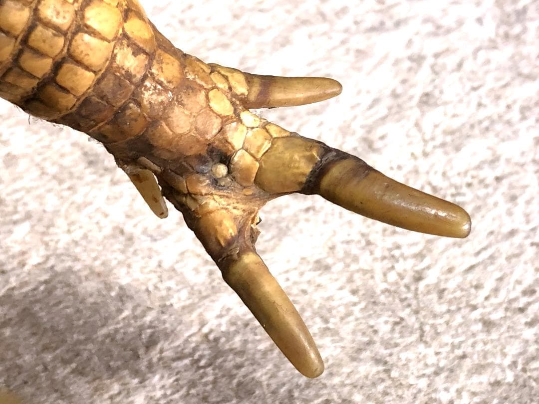 【 ココノオビアルマジロ剥製 】　合法品　完全体（一部修復）　木台付