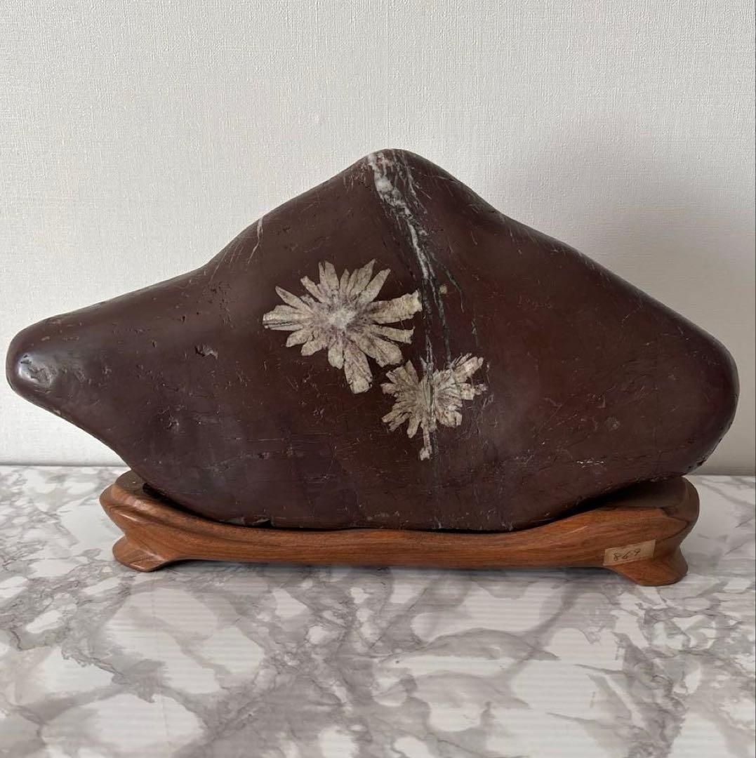 菊花石 木製台座付き 鑑賞石 自然石 天然石 鉱物 置物